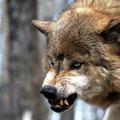 Nevaren za ljudi naj ne bi bil, vendar volk je vendarle zver in kot tak nepredvi