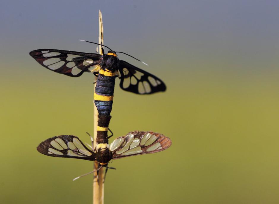 kačji pastir | Avtor: Reuters