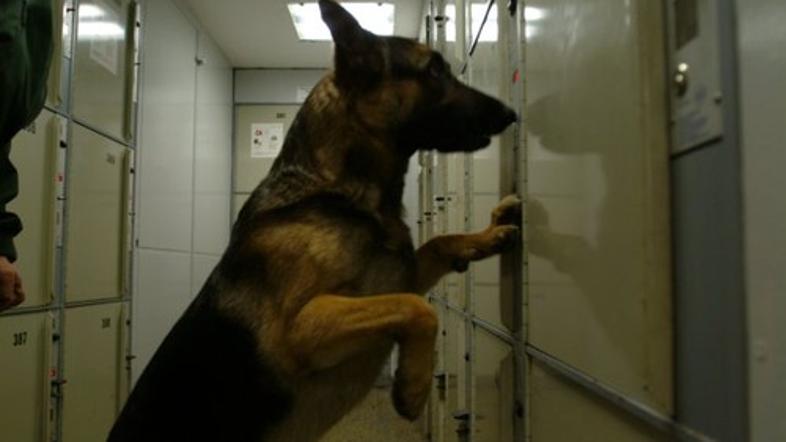 Policijski pes - fotografija je simbolična