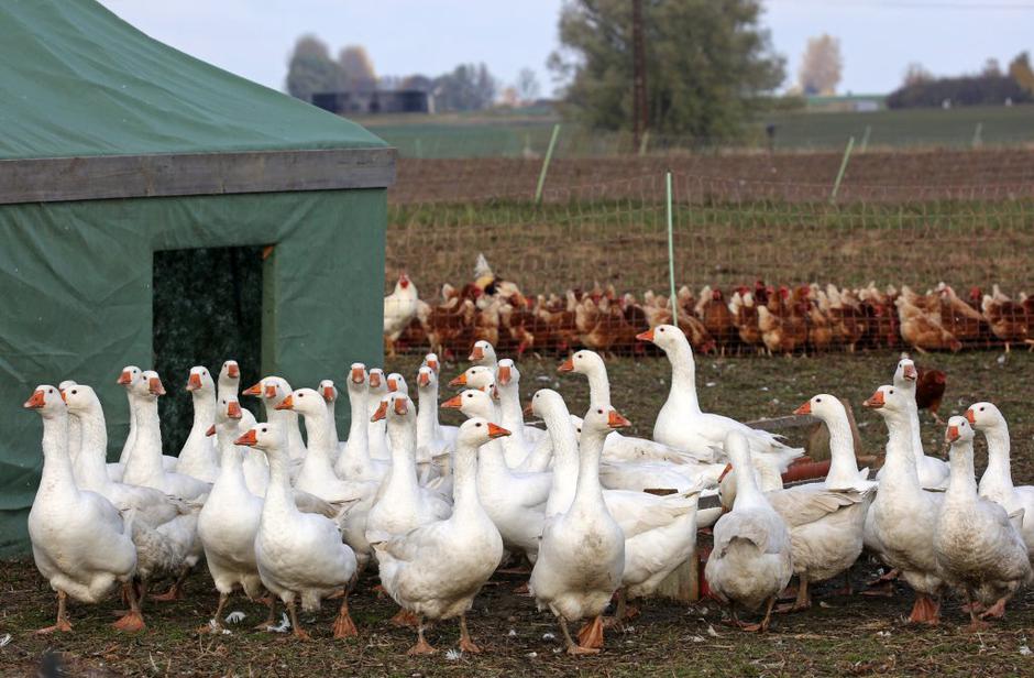 Ptičja gripa | Avtor: EPA