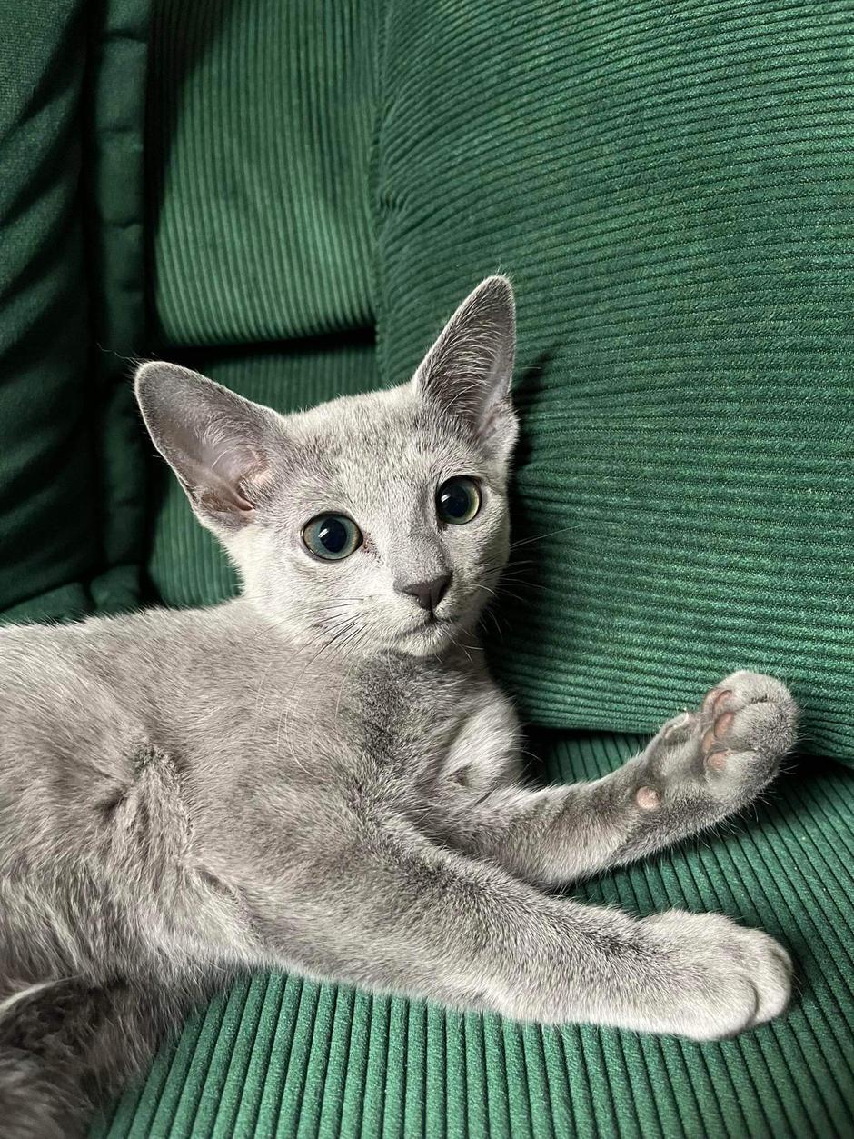 Ruska modra mačka | Avtor: Natalija Kolenc