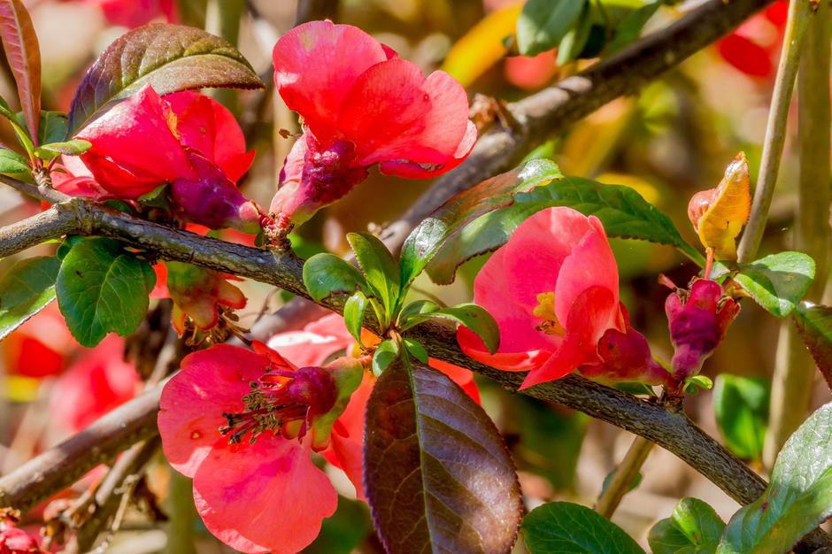 Japonska kutina | Avtor: Profimedia