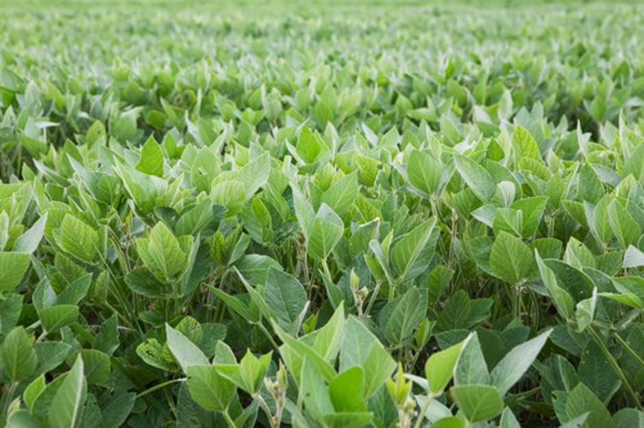 Soja | Avtor: Profimedias