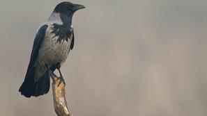 Siva vrana