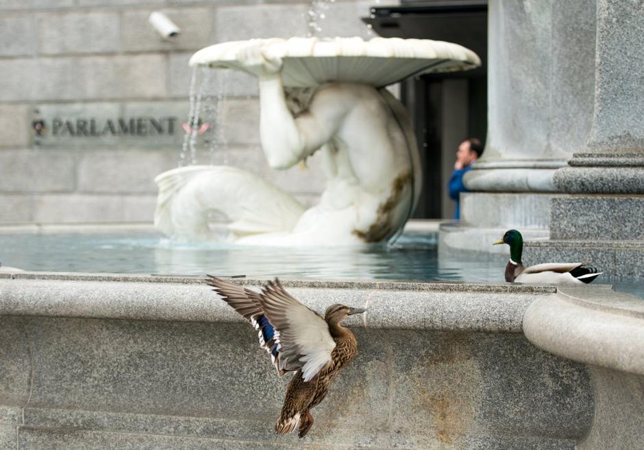 Račke pred avstrijskim parlamentom | Avtor: EPA