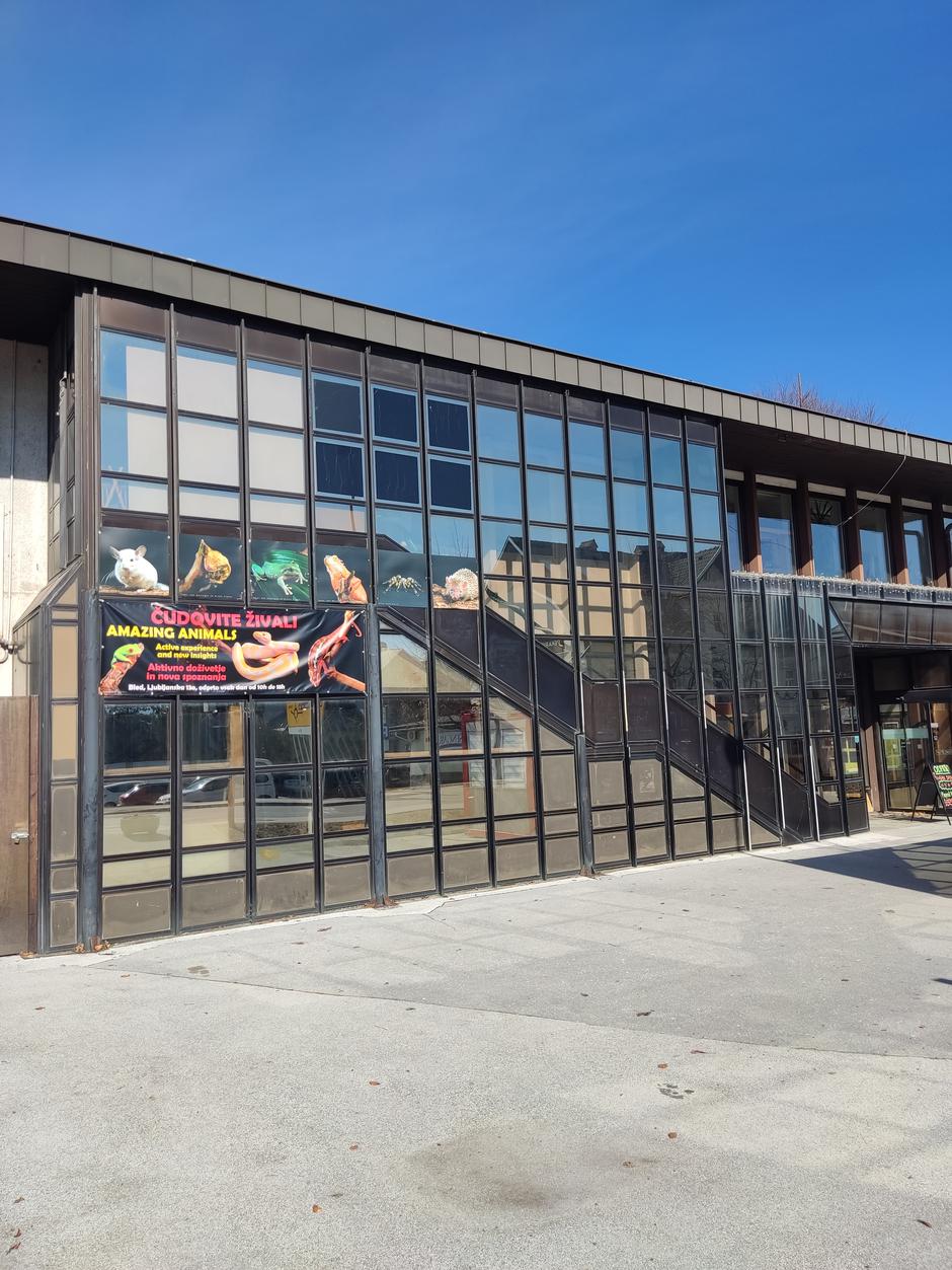 Čudežne zverinice Bled | Avtor: Čudežne zverinice Bled