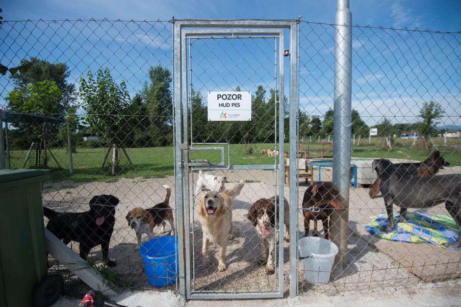 Pasji vrtec in hotel | Avtor: Anže Petkovšek