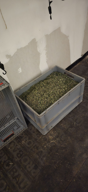 laboratorij gojenje konoplje