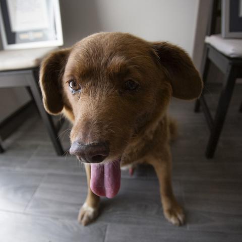 Bobi