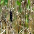 Se bodo cene pšenice do zime znižale do 30 odstotkov?