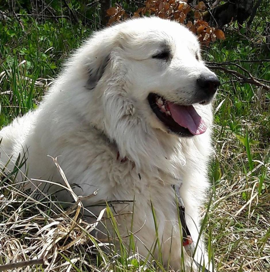 Pirenejski planinski pes | Avtor: Eneja Brenčič