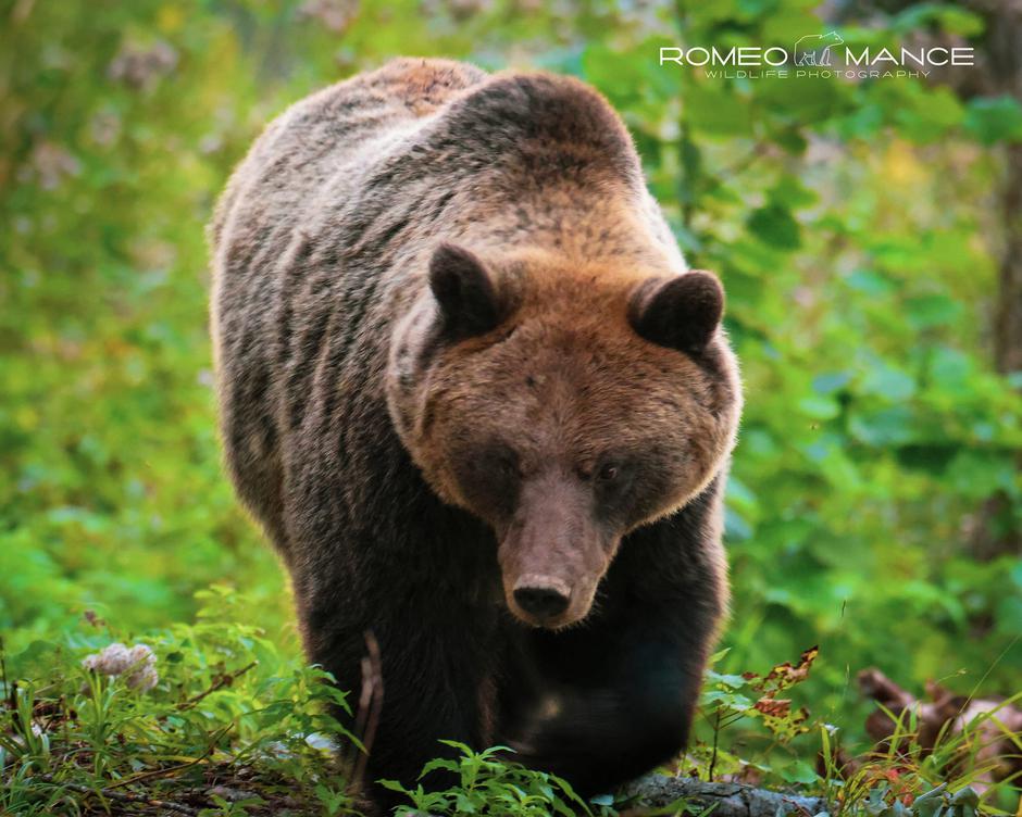 medved | Avtor: Romeo Mance