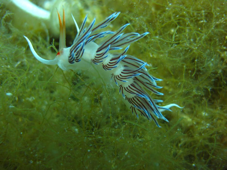 Potapljanje | Avtor: Bojan Habulin