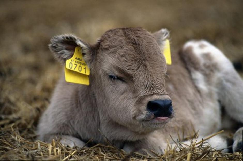 tele | Avtor: Profimedias