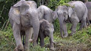 Azijski slon Elephas maximus
