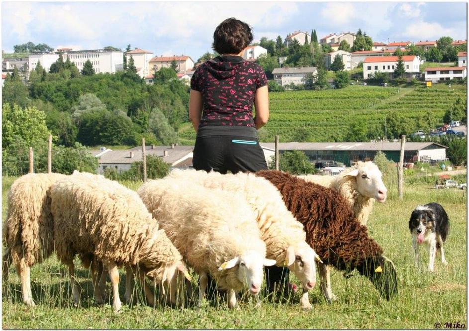 Neža Bric, ovce, psi