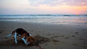 Pes na plaži