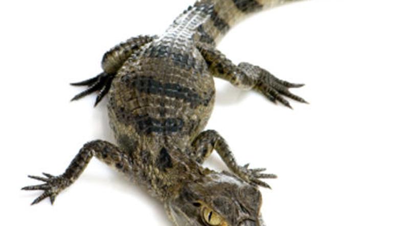 Nihče si ne zna razložiti, od kod se je mladi krokodil vzel.