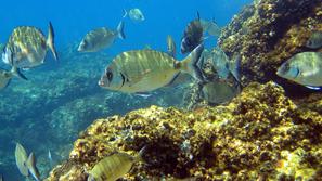 Ribe v Sredozemskem morju najbolj ogroža prelov. (Foto: Shutterstock)