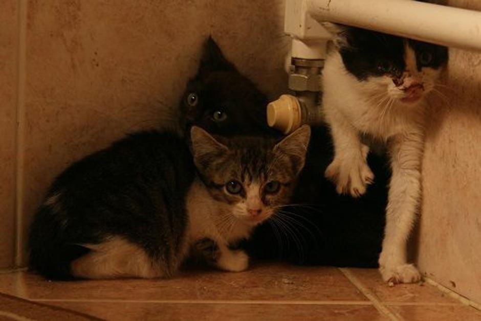 Mucke, ODPMŽ | Avtor: Dare Čekeliš  (ODPMŽ) 