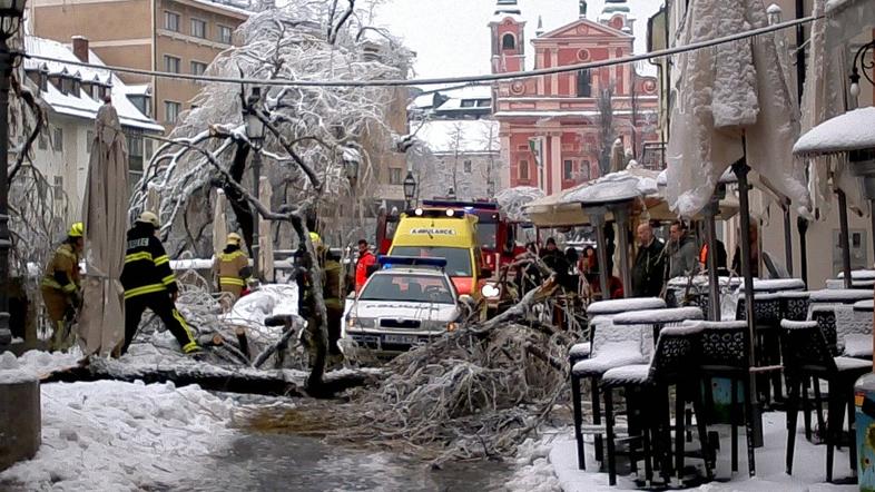 Podrto drevo v Stari Ljubljani 