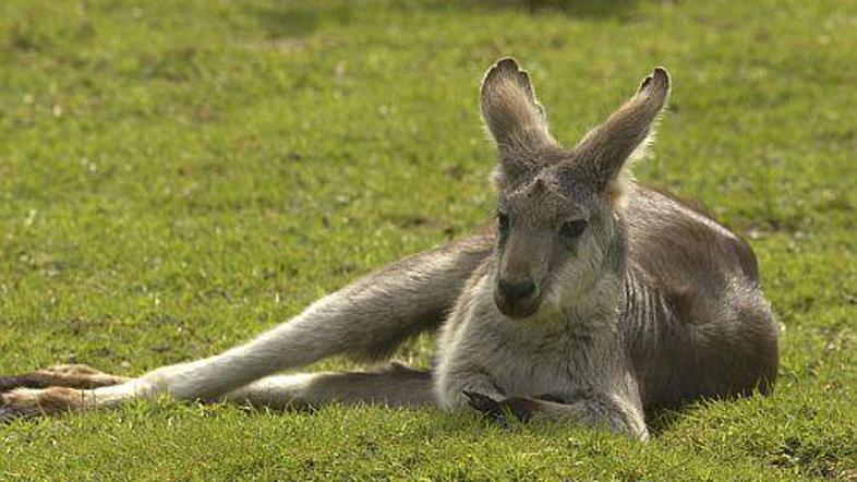 Kenguruji zaradi drugačne prebave med presnovo ne izpuščajo metana.
