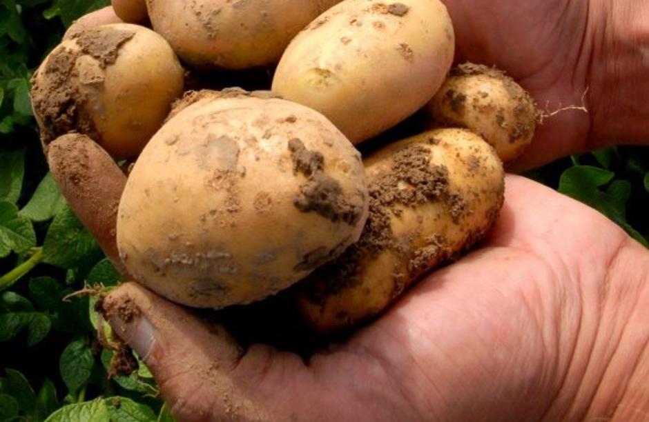 krompir | Avtor: Žurnal24 main