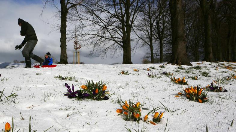 Sneg v Edinbourghu prekril rožice