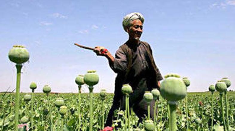 Po podatkih UN je bil celoten pridelek opija v Afganistanu vreden štiri milijard