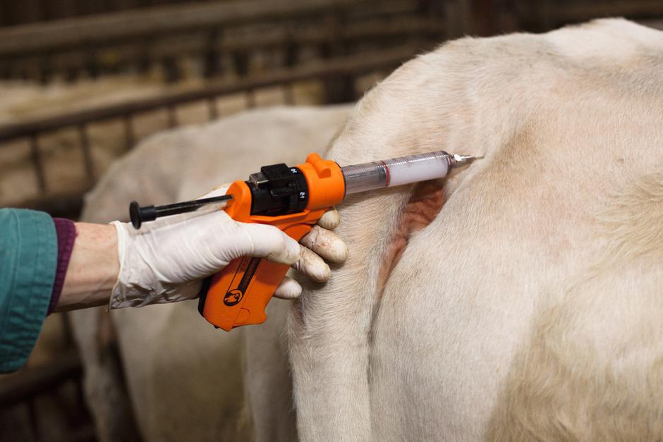 Cepljenje govedo | Avtor: Profimedia