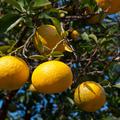 yuzu, cedevita