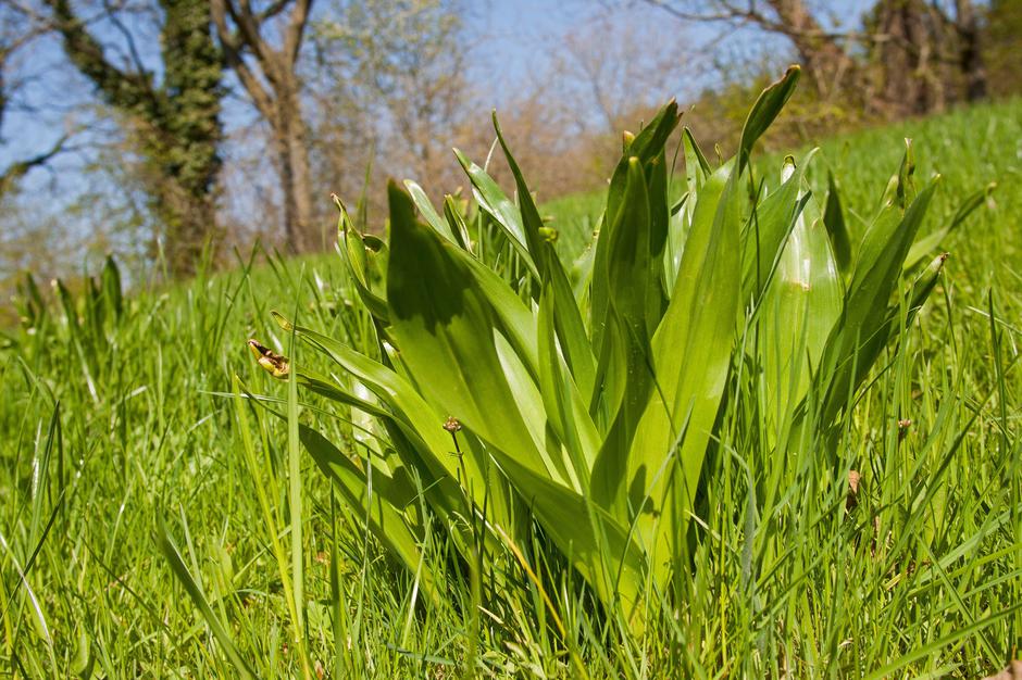 Jesenski podlesek | Avtor: Jesenski podlesek/Profimedia