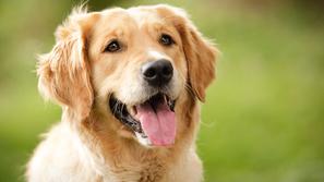 (Foto: Shutterstock)