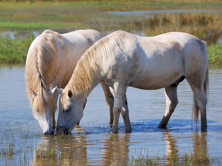 Camargue, Francija