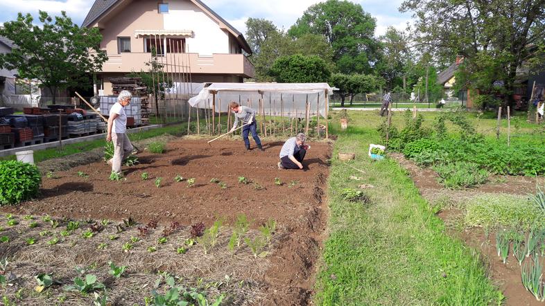Sorško polje, hrana, Kranj, poljedelstvo, vrtiček