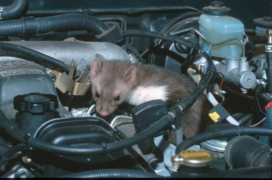 Glodavci v avtomobilu | Avtor: Profimedia