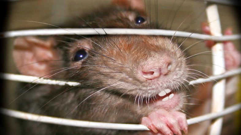 (Foto: Shutterstock)