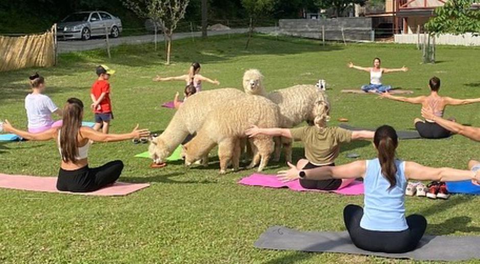 alpaka, alpaka land | Avtor: Alpaka Land