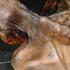 Ötzi