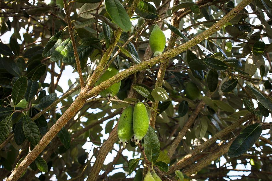 Feijoa
