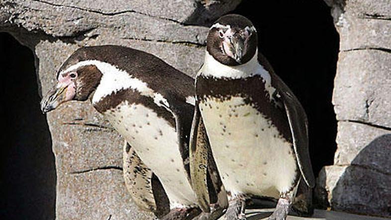To sta v istospolni skupnosti živeča humboldtova pingvina Z (levo) in Vielpunkt 