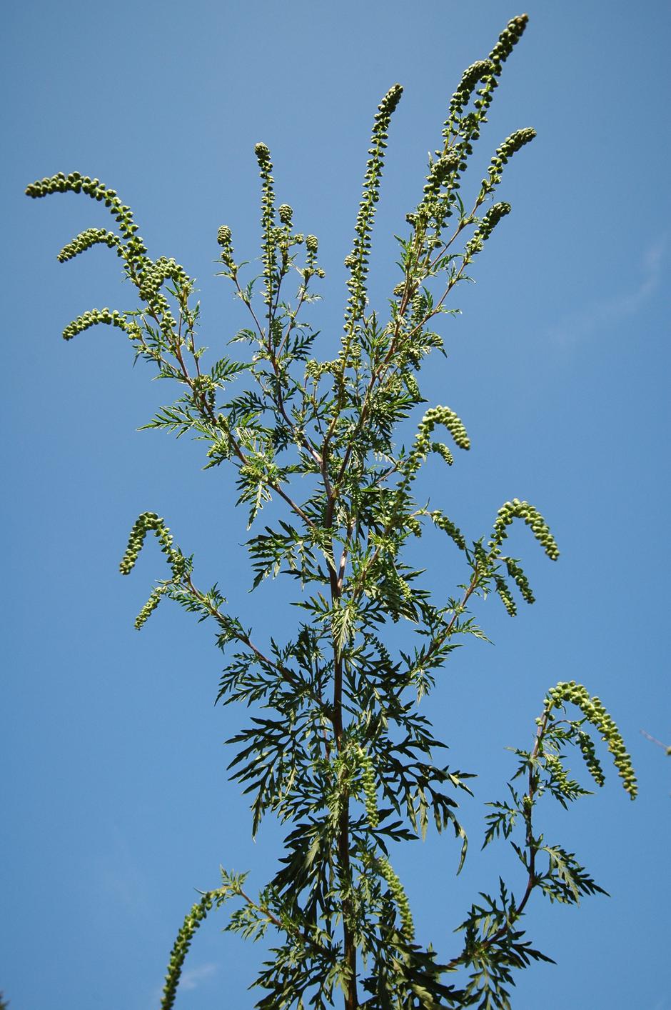 Ambrozija | Avtor: Arhiv: Inšpektorat za kmetijstvo, gozdarstvo, lovstvo in ribištvo