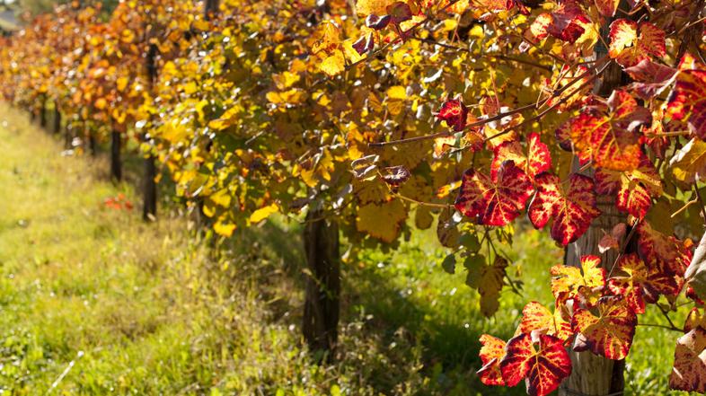 zivljenje 17.10.13. trta, foto: shutterstock