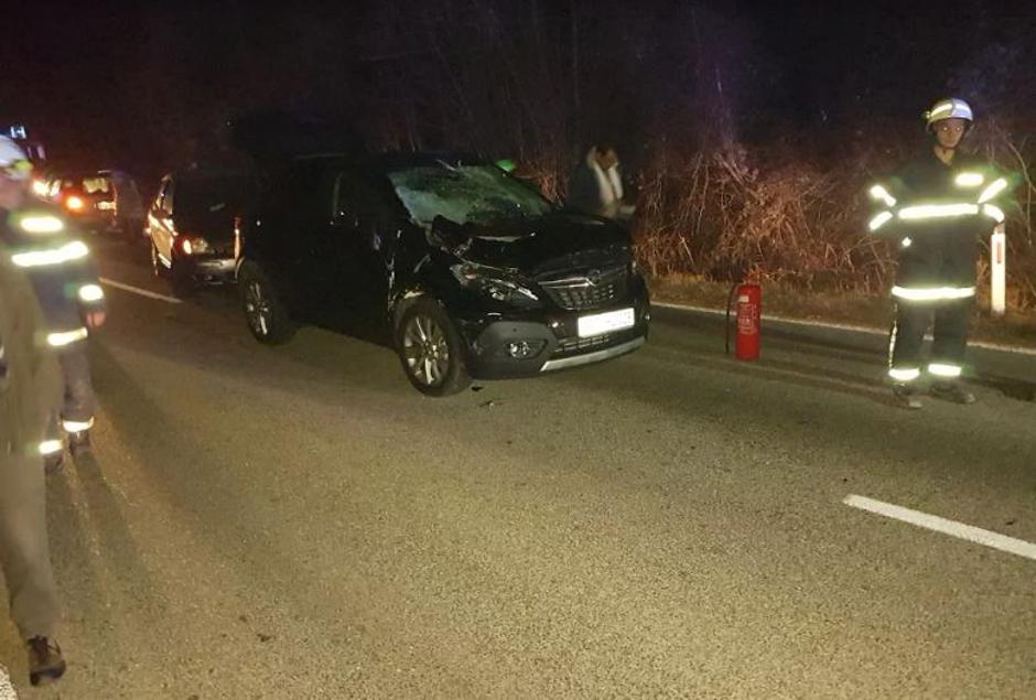 povožen jelen | Avtor: PGD Bled