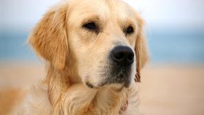 pes, zlati prinašalec