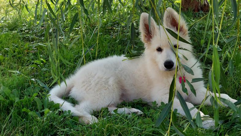 Beli švicarski ovčar