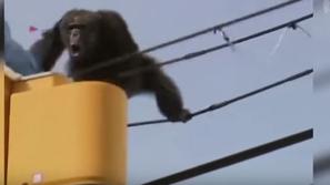 Šimpanz na električnem drogu