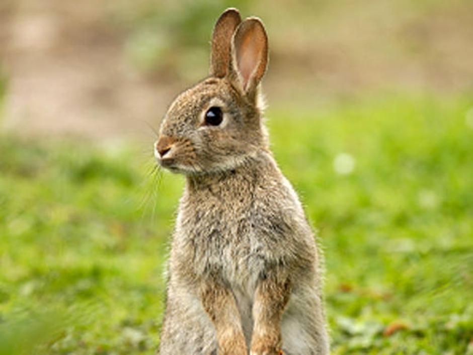 Le kdo bi lahko dvignil nož nad temi ljubkimi živalcami. Očitno nekateri pri tem | Avtor: Žurnal24 main