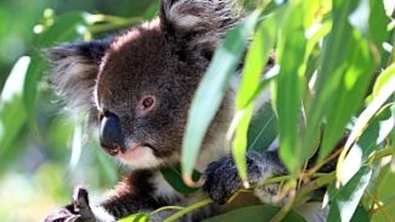 Avstralija vabi tudi z avtohtonimi živalskimi vrstami – vrečar koala je poleg ke