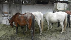 Zanemarjeni konji v Krčevini pri Vurbergu